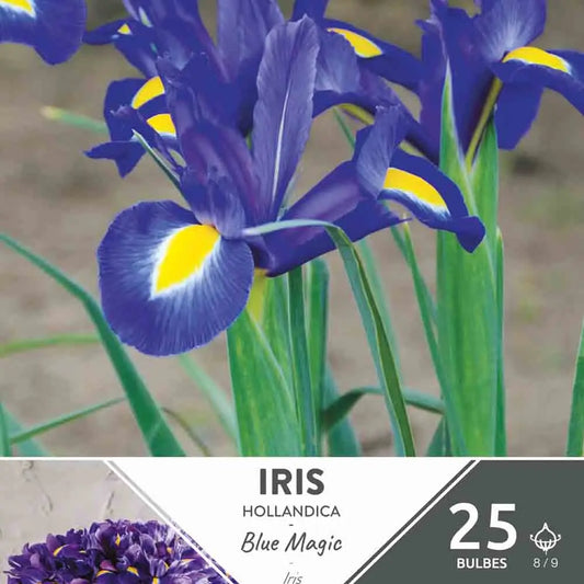 IRIS HOLLANDICA BLUE MAGIC 