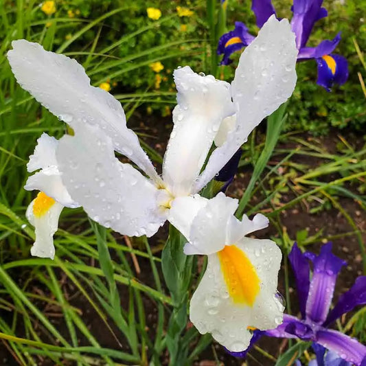 IRIS HOLLANDICA CASABLANCA 