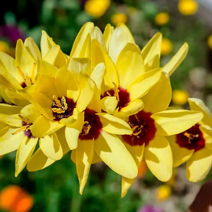 IXIA EN MÉLANGE 