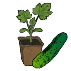 Plants de concombres