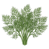 Graines d'aneth