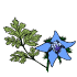 Graines d'aromatiques annuelles