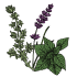 Graines d'aromatiques vivaces