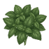 Graines de basilic