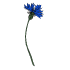 Kornblumen und Tausendgülden