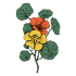 Kapuzinerkresse