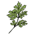 Graines de cerfeuils