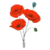 Mohnblumen