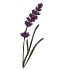 Lavendel