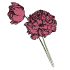 Mohnblumen