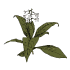 Tabak