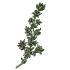 Graines de thym