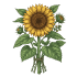 Sonnenblumen