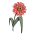 Zinnien