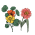 Fleurs de A à Z