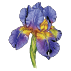 Bulbes d'iris