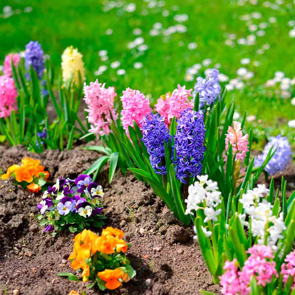 JACINTHE EN MÉLANGE BIO 