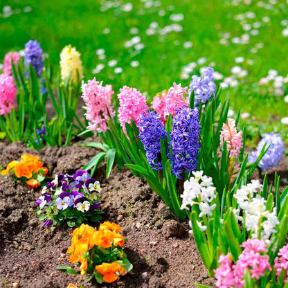 JACINTHES VARIÉES 