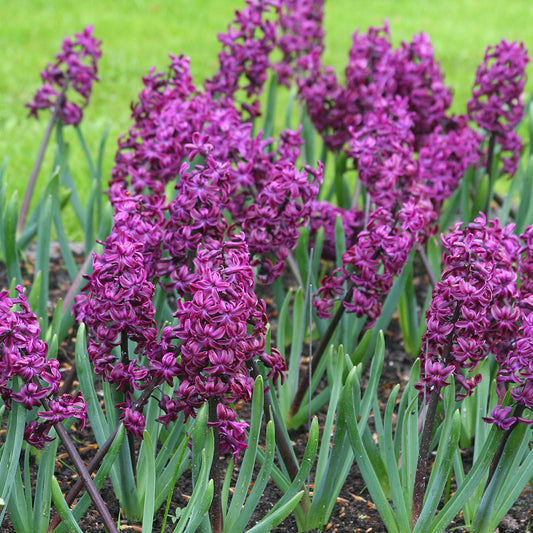 JACINTHE WOODSTOCK 
