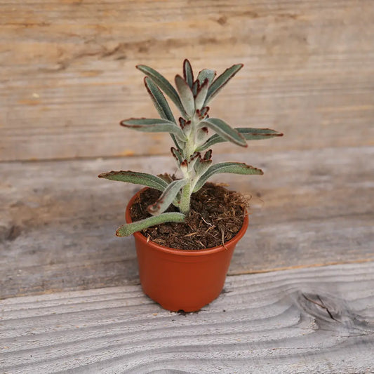 KALANCHOE TOMENTOSA AB - PLANT 