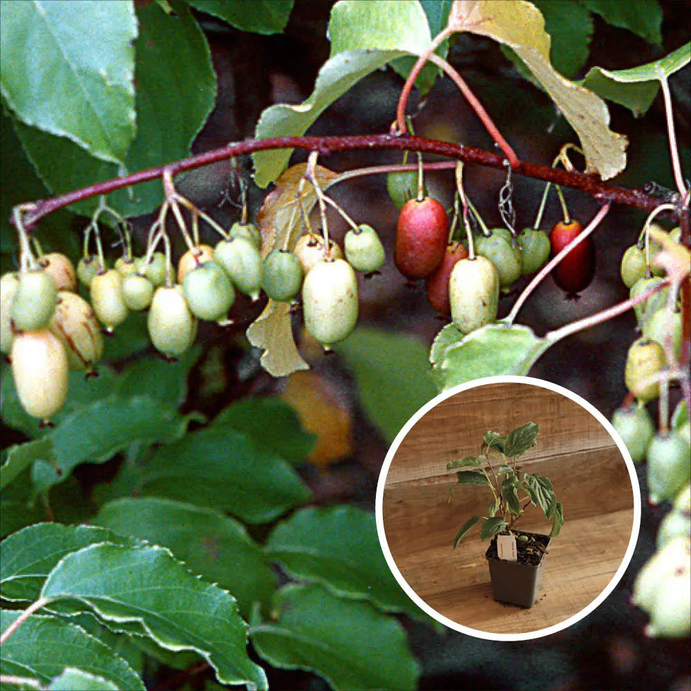 KIWAI AB - PLANT 