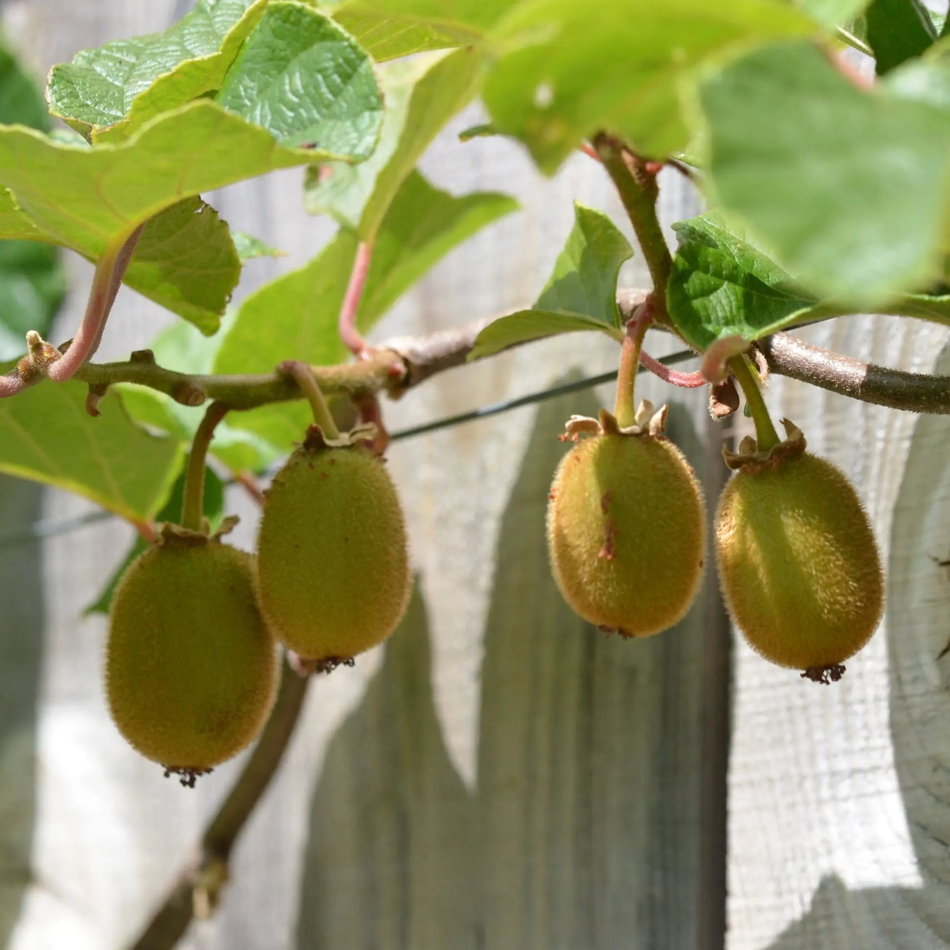 KIWI AB - PLANT 