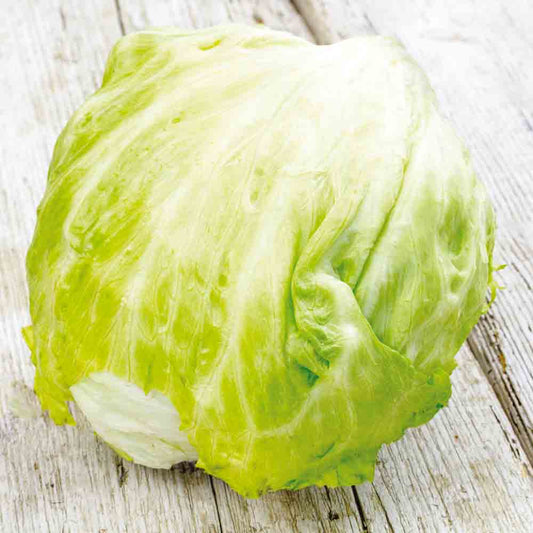 LAITUE BATAVIA ICEBERG REINE DES GLACES AB 