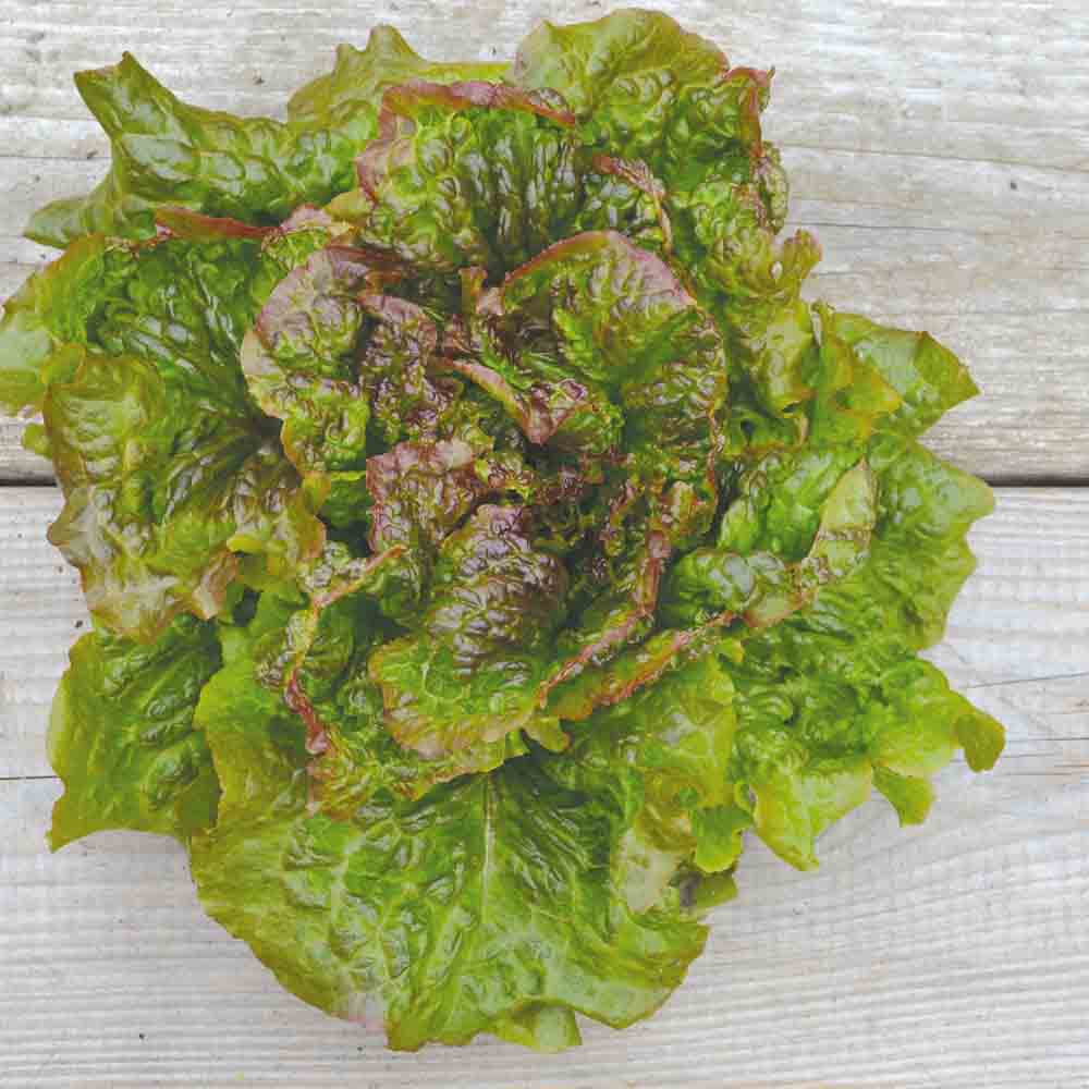 LAITUE BATAVIA ROUGE GRENOBLOISE AB 