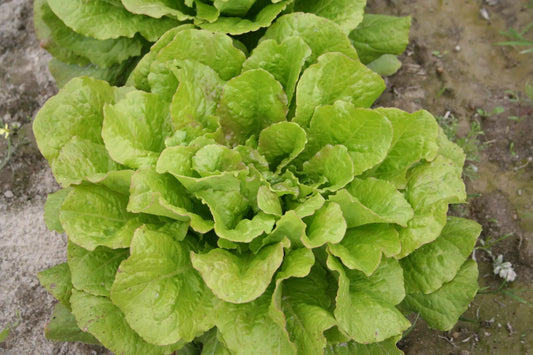 LAITUE ROMAINE CHICON DES CHARENTES AB 