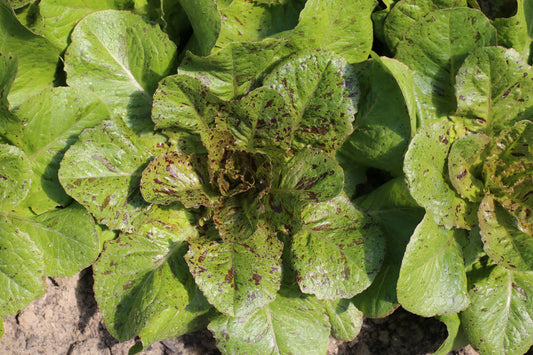 LAITUE ROMAINE CHICON PANACHE AB 