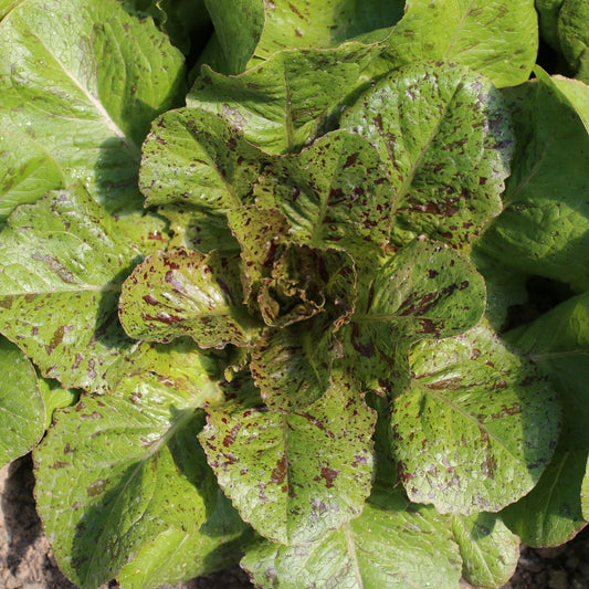 LAITUE ROMAINE CHICON PANACHE AB 
