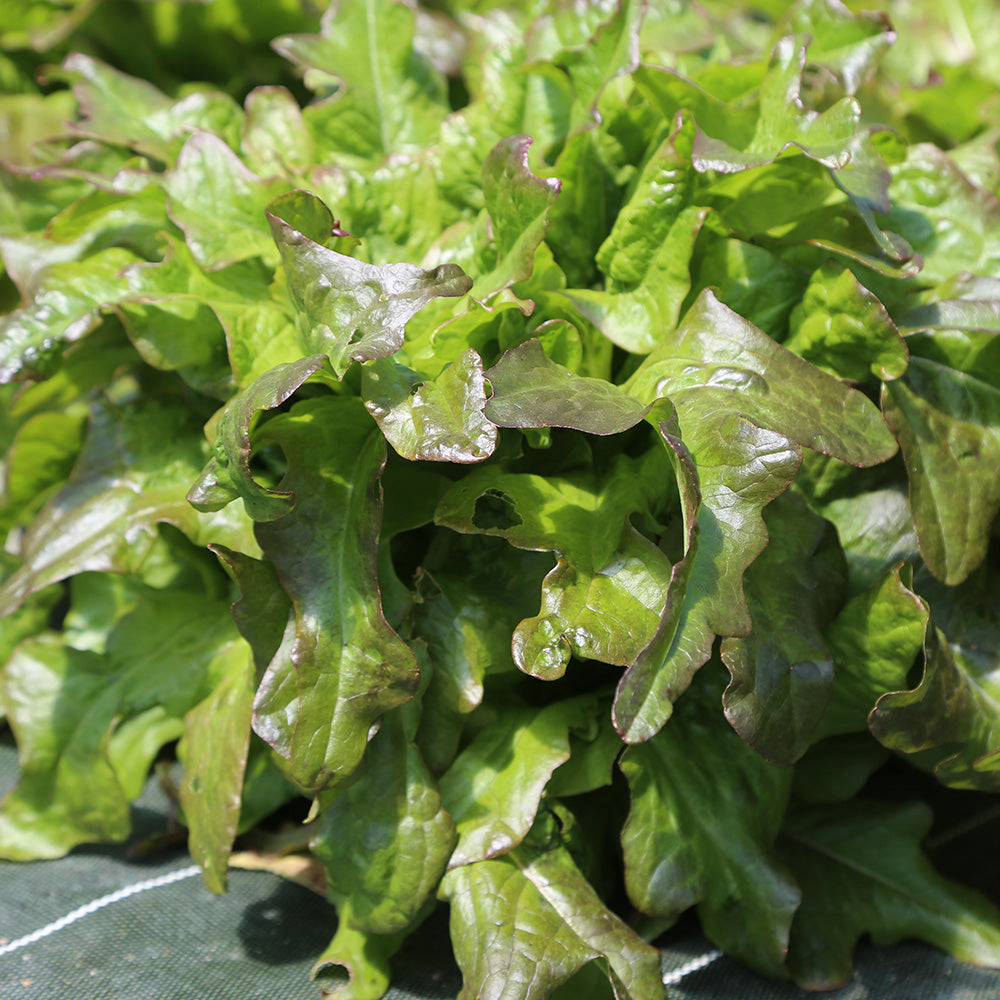 LAITUE ASPERGE HONGYEYUMAI AB 