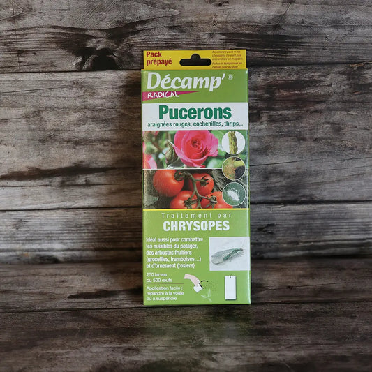 LARVES DE CHRYSOPES CONTRE LES PUCERONS 