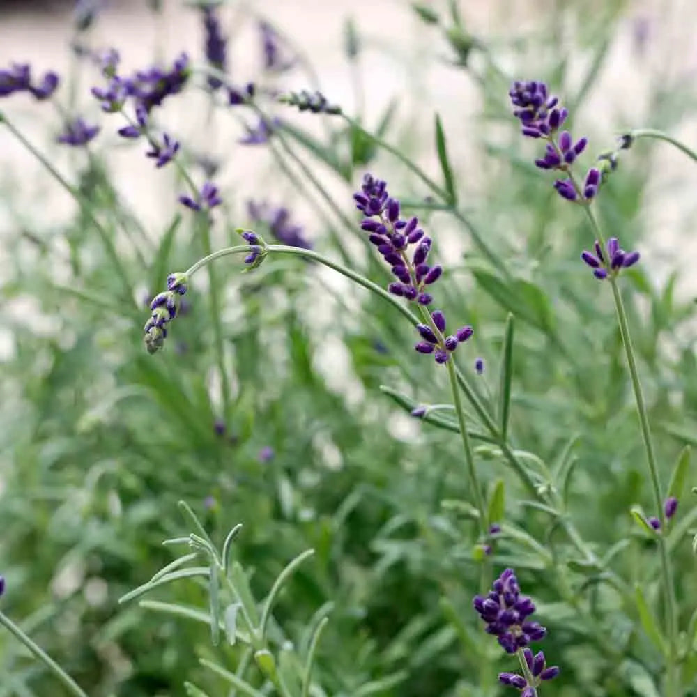 LAVANDE OFFICINALE AB 