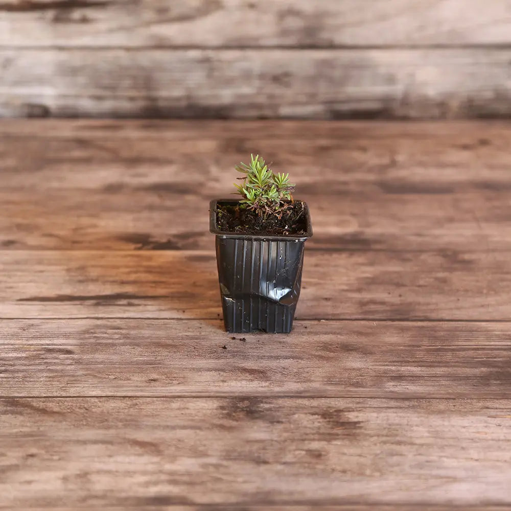 LAVANDE OFFICINALE - PLANT 