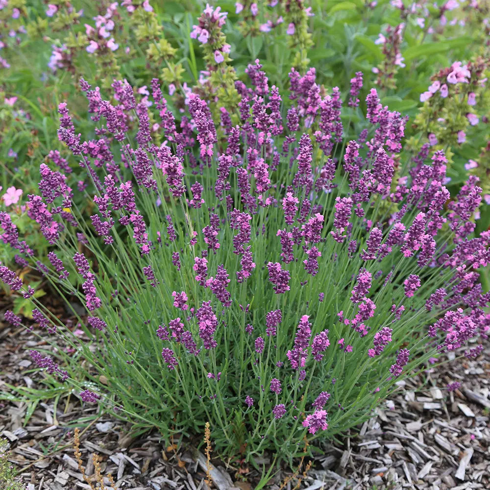 LAVANDE ROSE - PLANT 