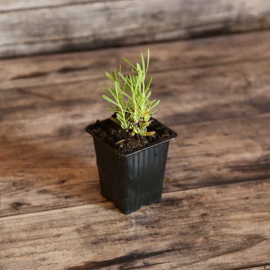 PINK LAVENDER - PLANT