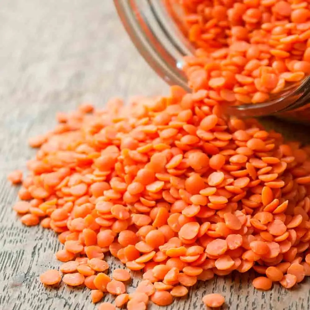 LENTILLE CORAIL ROSANA NT 
