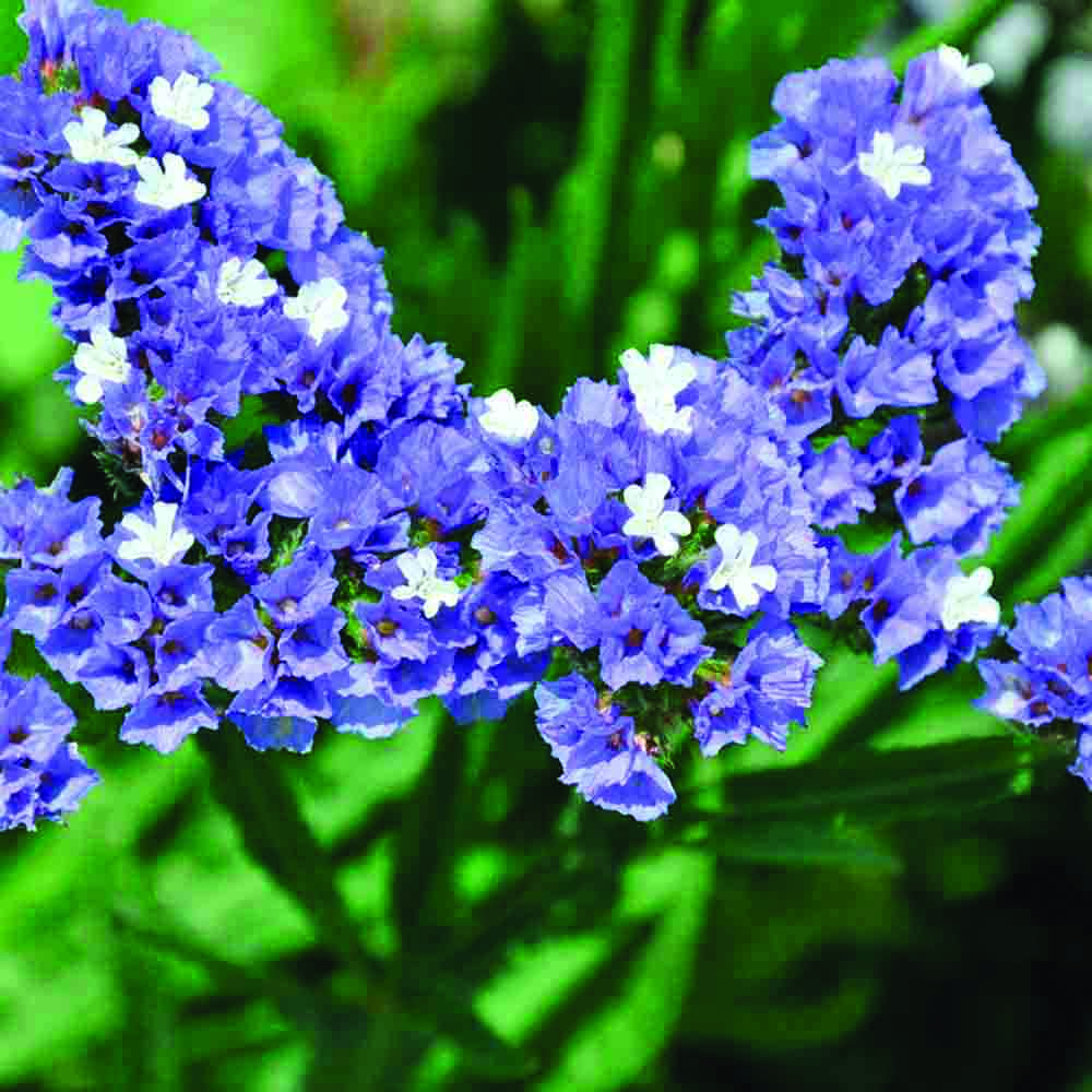 LIMONIUM OU STATICE PASTEL EN MELANGE AB 