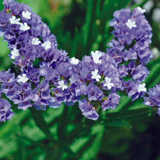 LIMONIUM OU STATICE PASTEL EN MELANGE AB 