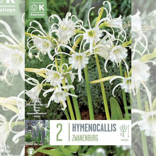 LYS ARAIGNEE HYMENOCALLIS FESTALIS 