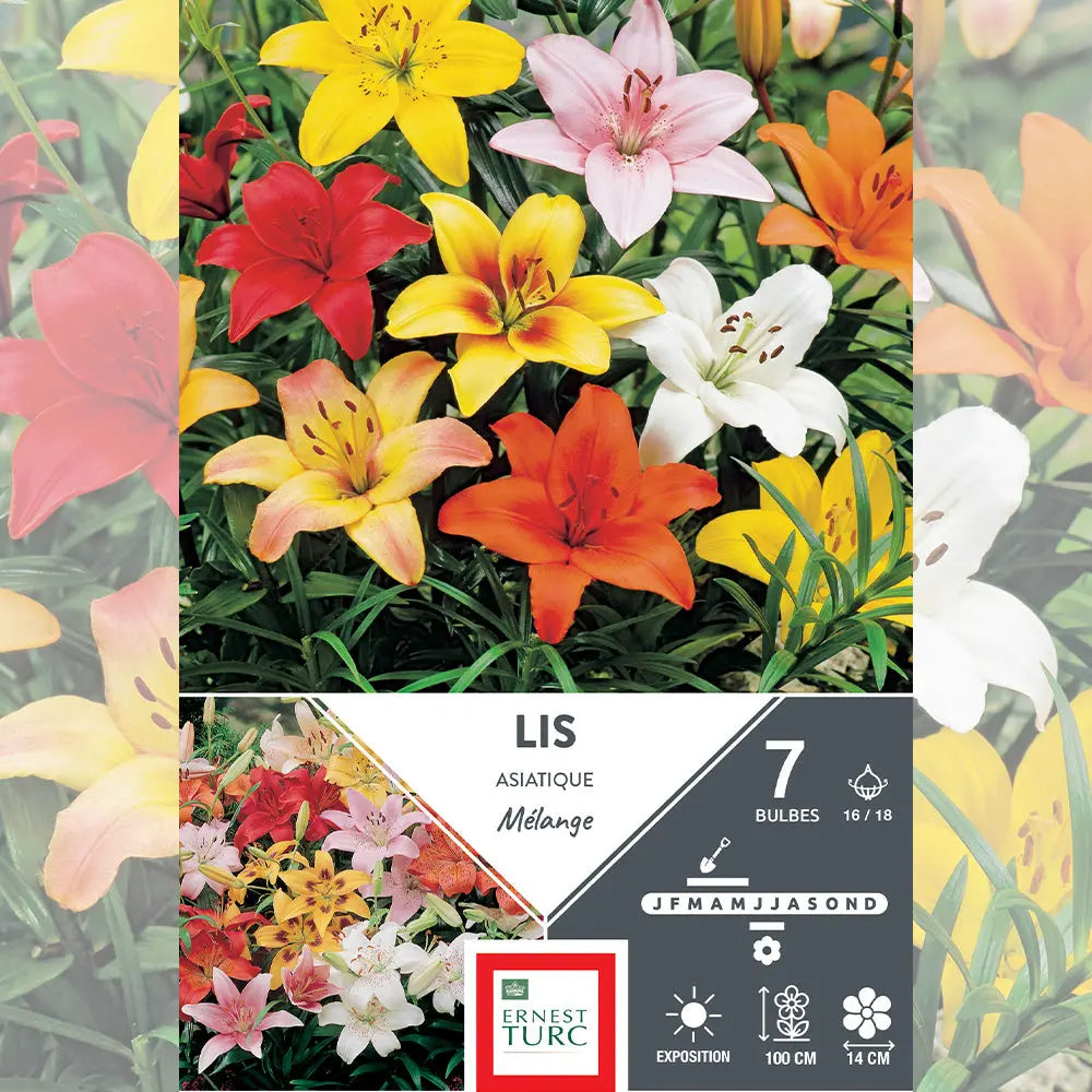 LYS ASIATIQUE MÉLANGE 