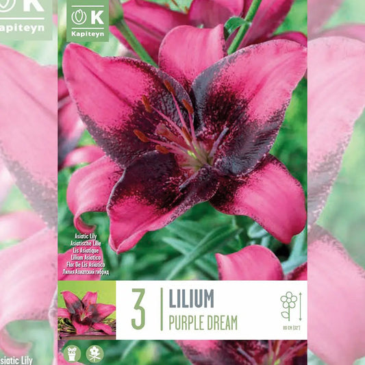LYS ASIATIQUE PURPLE DREAM 