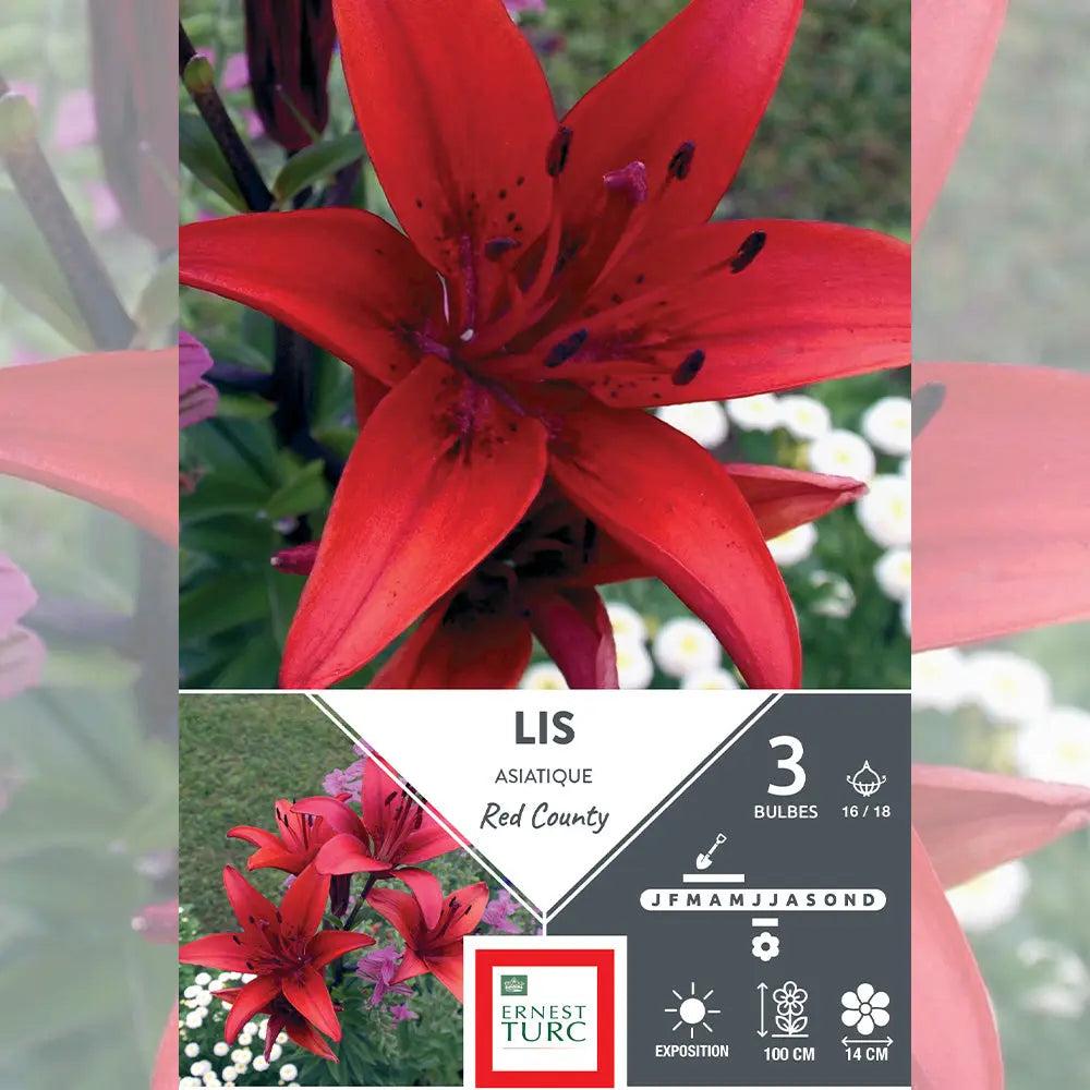 LYS ASIATIQUE RED COUNTY 