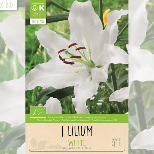 LYS BLANC  AB 