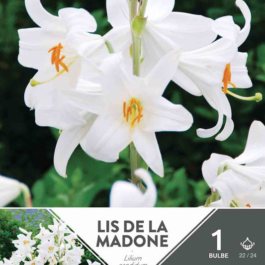 LYS DE LA MADONE (LYS CANDIDUM)