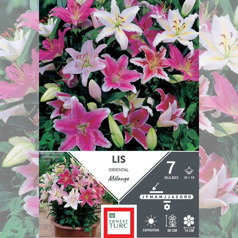 LYS ORIENTAL MÉLANGE 