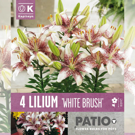 LYS WHITE BRUSH 