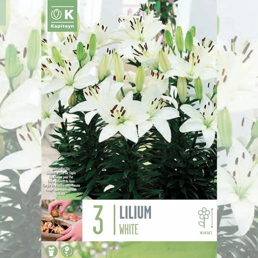 LYS WHITE PIXIE 