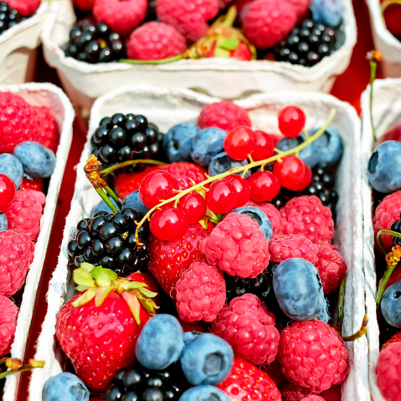 SÉLECTION DES "CLASSIQUES" DU JARDIN 